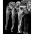 thumbnail image 3 of Depaepe, Yvette 15x17 Black Modern Framed Museum Art Print Titled - Natures great masterpiece an elephant; the only harmless great thing, 3 of 5