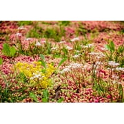 150 MIXED SEDUM Stonecrop Succulent Groundcover Red White Yellow Pink Purple Flower Seeds