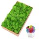 thumbnail image 2 of Plantas artificiales de bricolaje, musgo preservado, simulación de plantas falsas, decoración de pared de paisaje, musgo para decoración del hogar, accesorios de jardín, 2 of 5