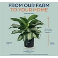 thumbnail image 2 of Nature's Way Farms Aglaonema Silver Bay (25-30 inches tall) in Growers Pot, 2 of 5