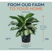 Natures Way Farms Aglaonema Silver Bay (25-30 inches tall) in Growers Pot