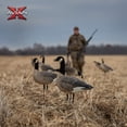 thumbnail image 6 of Avian X AXP 6 Piece Honker Sentry Walker Realistic Hunting Decoy, 2 Pack, 6 of 8