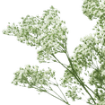 thumbnail image 4 of 30 Stems of Million Star Gypsophila- Beautiful Fresh Cut Flowers- Express Delivery, 4 of 4