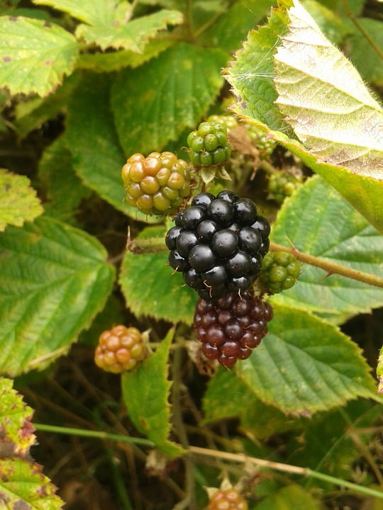43+ Blackberry Fruit Color Pictures