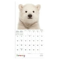 thumbnail image 2 of TF Publishing, Baby Animals 2025 Mini Wall Calendar, 2 of 2
