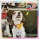 thumbnail image 5 of Pelotas de tenis para perros EXPAWLORER, paquete de 12 unidades, 6,5 cm, Rainbow Squeaky, 5 of 7