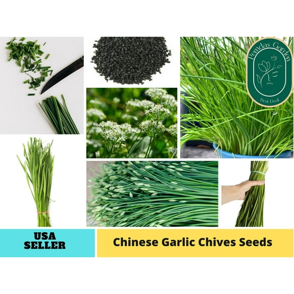 55 Seeds| Chinese Chives Garlic Seeds- Authentic Seeds ~ GMO Free ~ Seeds~Flower seeds~ Vegetable seeds~ Asian Garden~ Herbs B5G1 #7028