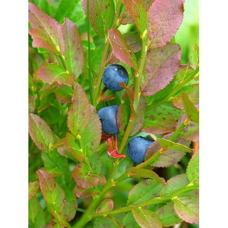 Canvas Print Ericaceae Leaves Blueberry Bush Violet Dwarf Shrub Stretched Canvas 10 x (Best Blueberry Bushes For Zone 6)