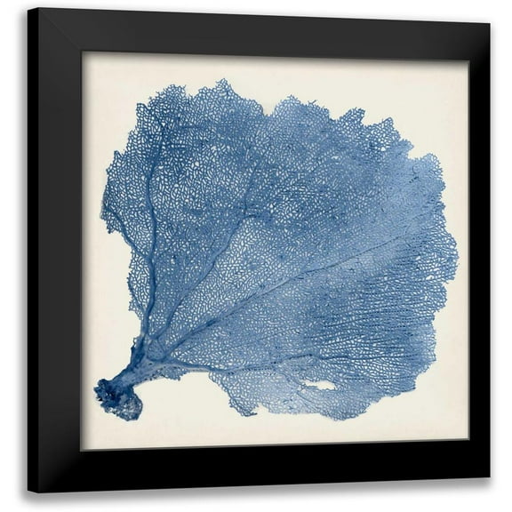 Vision Studio 12x12 Black Modern Framed Museum Art Print Titled - Sea Fan V