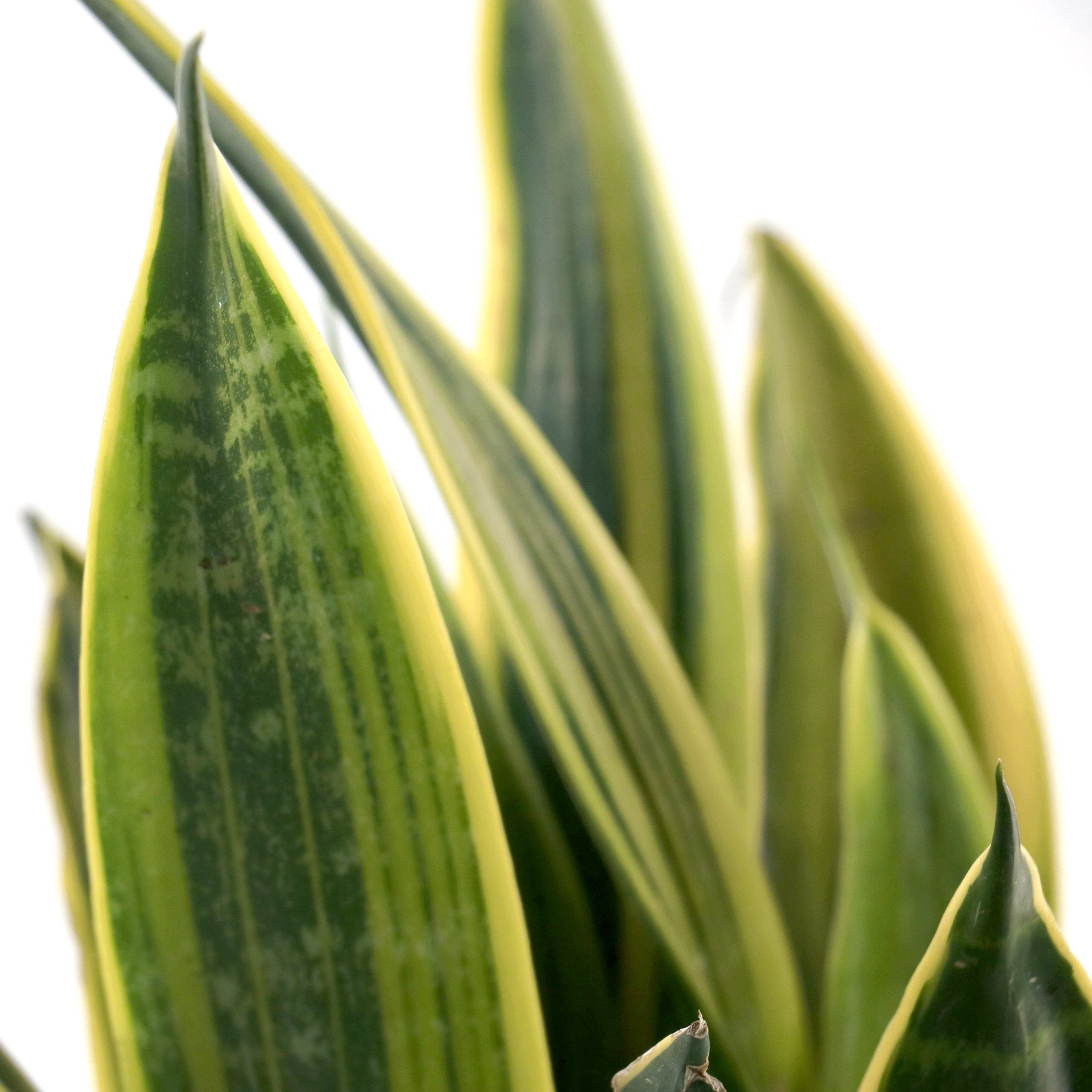 6 in. Sansevieria Gold Flame Plant in Grower Container