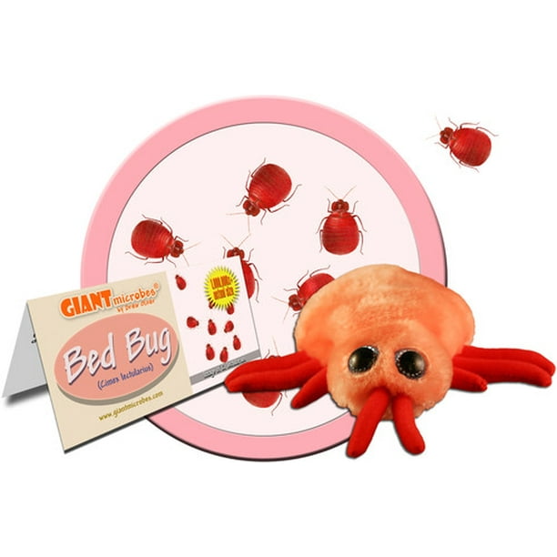 Bed Bug