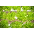 thumbnail image 4 of 3000 Seeds Loose Leaf Green GRAND RAPIDS LETTUCE Lactuca Sativa Vegetable Seeds, 4 of 9