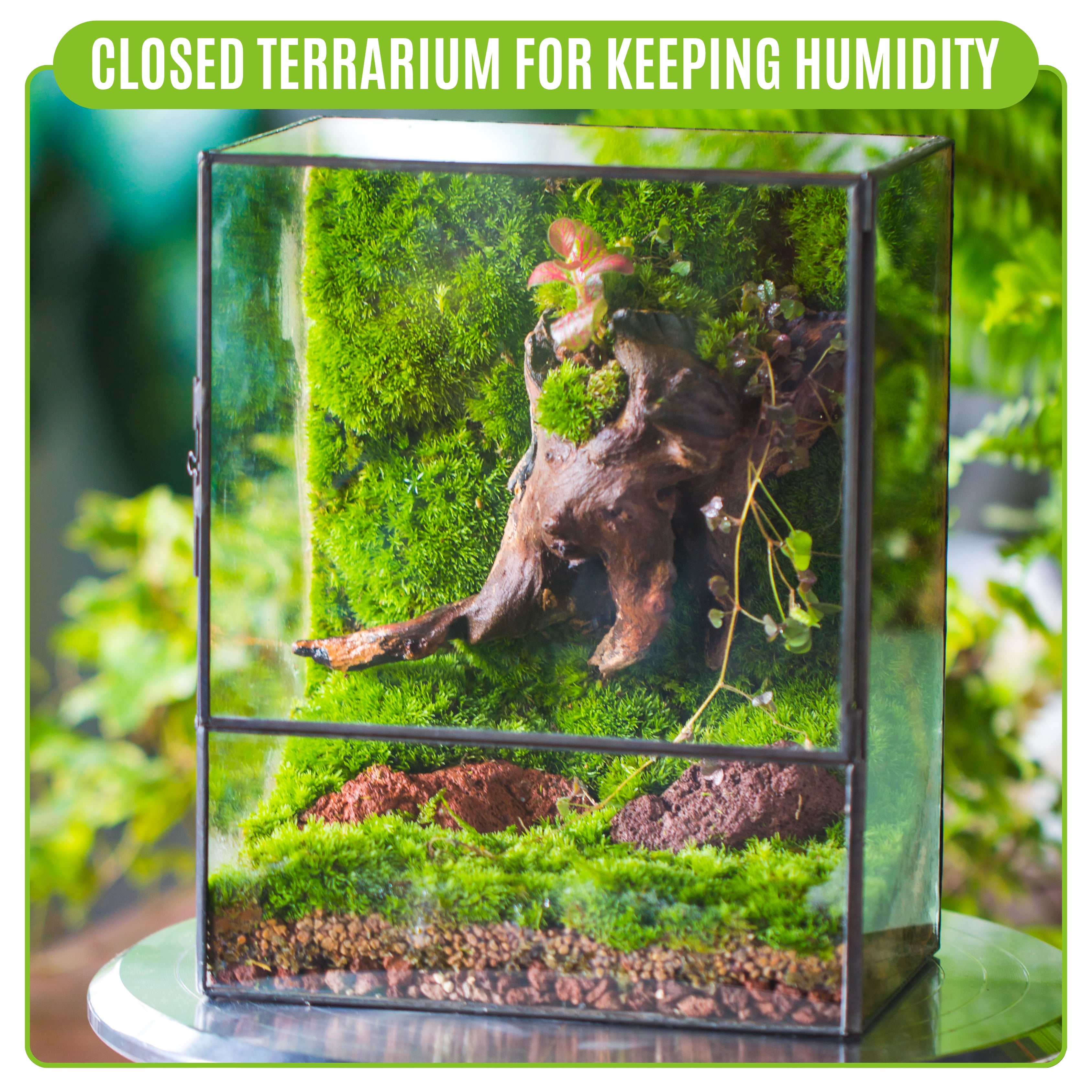 NCYP Small Rectangle Glass Terrarium with Door - Clear Tall Closed Geometric Planter for Moss, Fern, Indoor Tabletop Decor (Terrarium Only)