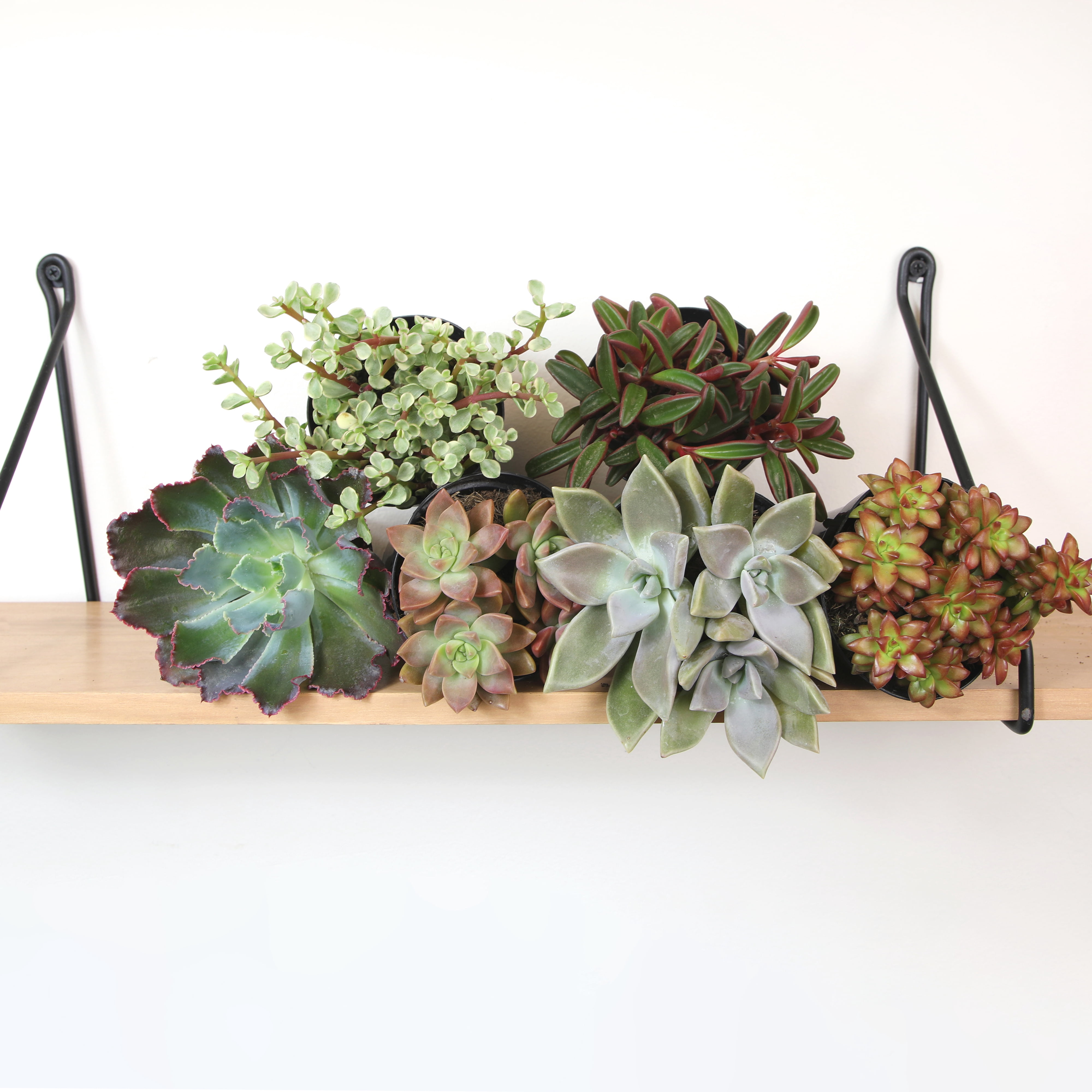 Altman Plants Pet-safe Succulents (6-pack) Easy Care Indoor Plants in 3.5 in. Grower Pots