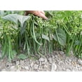 thumbnail image 2 of TomorrowSeeds - Jade Green Bean Seeds - 150+ Count - For 2026 Planting Slender Delicate Haricot Vert, 2 of 7