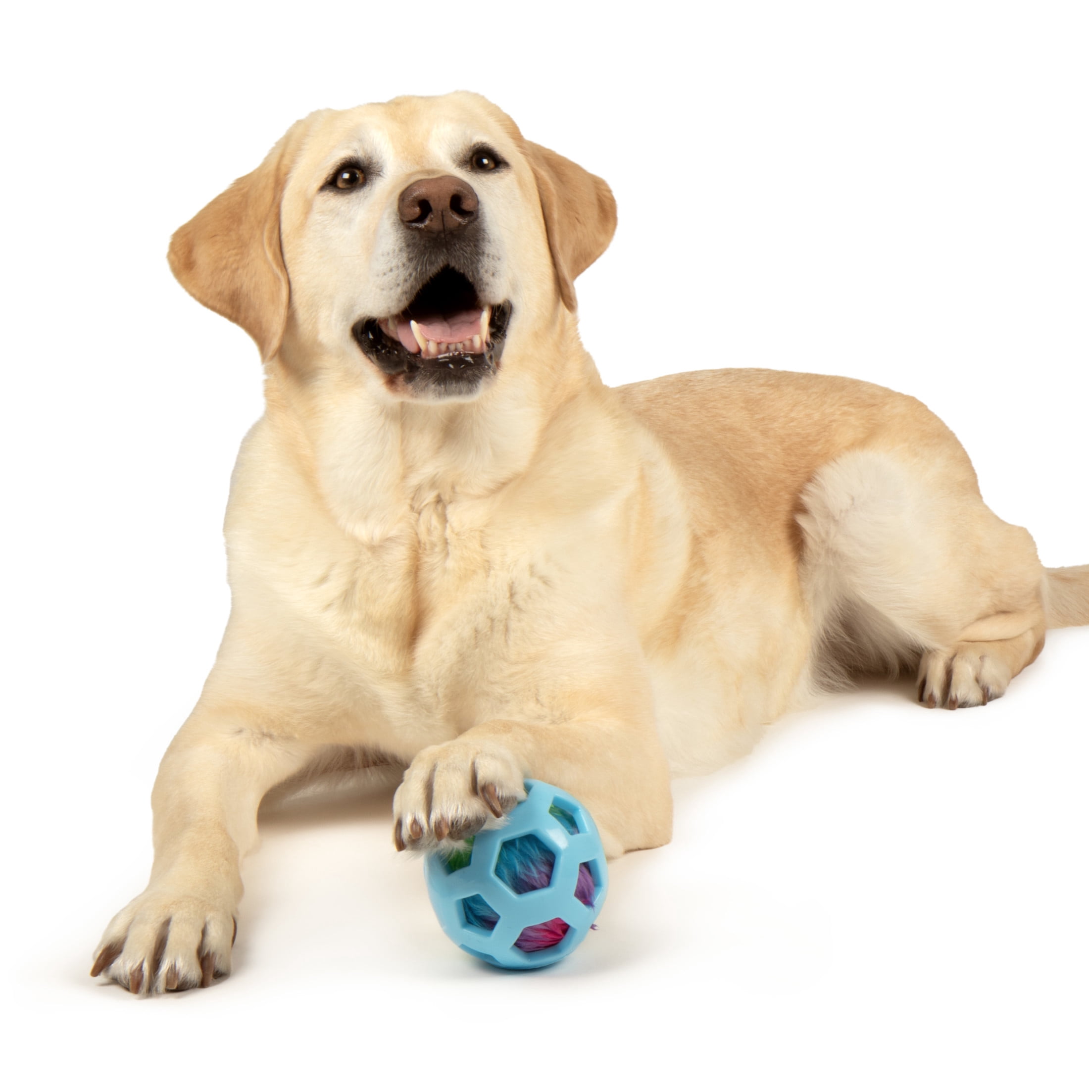 goDog Bounceez Webly Bouncy Dog Toy, Blue, One Size