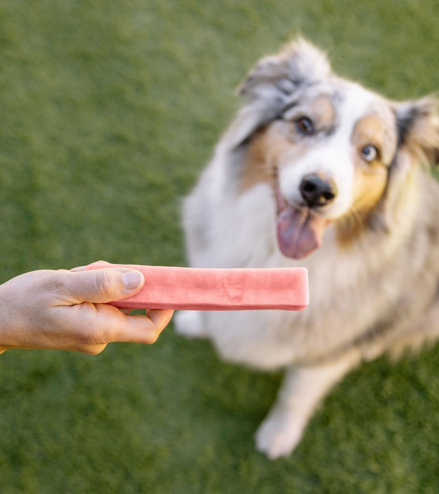 Downtown Pet Supply Himalayan Yak Chews, Dog Chew Sticks, Strawberry, 1 Lb