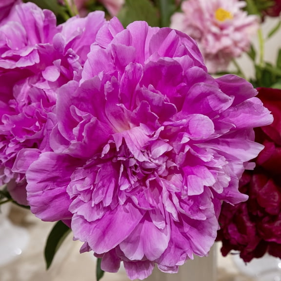 Direct Gardening Jacorma Pink Flowering Peony Kit Dormant Bare Root Perennial Starter Plants 3 Pk