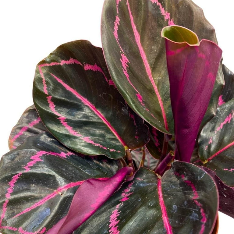 BubbleBlooms Live Calathea Dottie Black Rose Roseopicta in 4 inch Pot -  Walmart.com