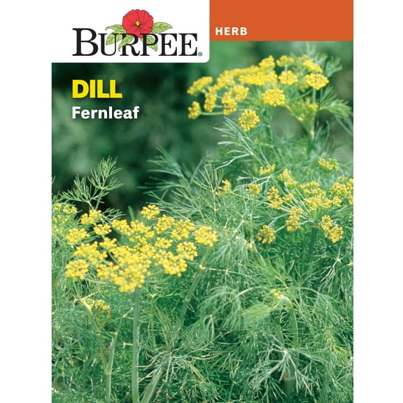 Burpee Dill Fernleaf Annual Herb Seed, 1-Pack, Full Sun