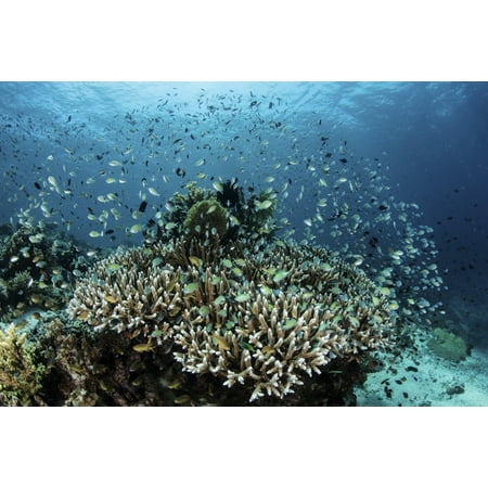 Damselfish swim above corals in Komodo National Park Indonesia Stretched Canvas - Ethan DanielsStocktrek Images (17 x