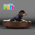 thumbnail image 3 of Cama Mediana con Frazada de Juguete para Perro Malubero Malu1577, 3 of 3