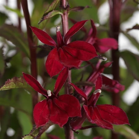 Starship Burgundy Cardinal Perennial Plant - Lobelia - Quart Pot