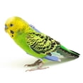 thumbnail image 6 of Parrot Flight Suits Diapers, Reusable Washable Parrot Nappies Clothes Flight Suit Dress, Soft Washable Breathable Nappy Diaper for Parrots Nappies Parakeet Cockatiel African Macaw, 6 of 6