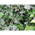 thumbnail image 3 of Hirt's Baltic English Ivy 48 Plants - Hardy Groundcover -1 3/4" Pots, 3 of 4