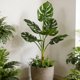thumbnail image 5 of Decoración artificial de hoja de plátano, monstera y planta de filodendro para patio interior, salón y tapices de pared, adorno de plástico plástico verde de 31 pulgadas con hoja falsa, 5 of 6