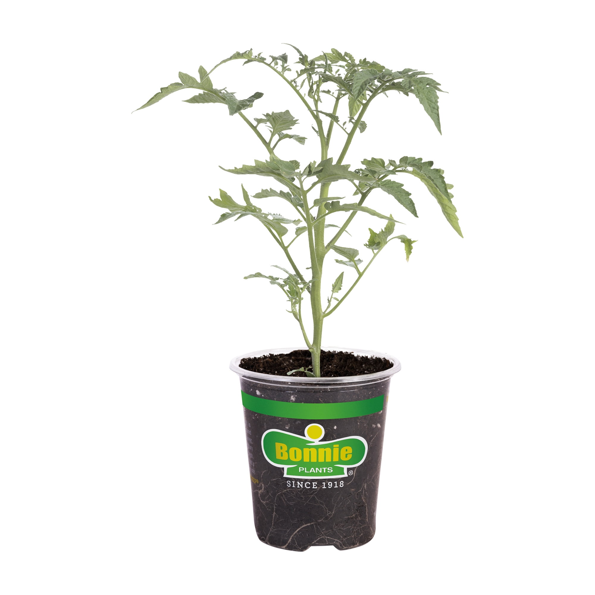 (2 pack) Bonnie Plants Early Girl Tomato 19.3 oz.