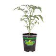 thumbnail image 3 of (2 pack) Bonnie Plants Early Girl Tomato 19.3 oz., 3 of 12