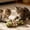 A, variant on 2026 Fish Bone Cat Dental Chew Toy,Natural Catnip and Silvervine Teeth Cleaning Stick,Durable Wooden Feline Tooth Care Tool&nbsp;for Chewing,Licking,Pawing,Boredom Relief and Enrichment for Cats