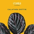 thumbnail image 4 of Costa Farms 15" Tall Calathea Dottie, Bright Indirect Sunlight, Indoor Live House Plants, 4 of 10