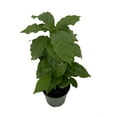 thumbnail image 2 of Arabica Coffee Bean Plant - 4" Pot - Grow & Brew Your Own Coffee Beans, 2 of 4