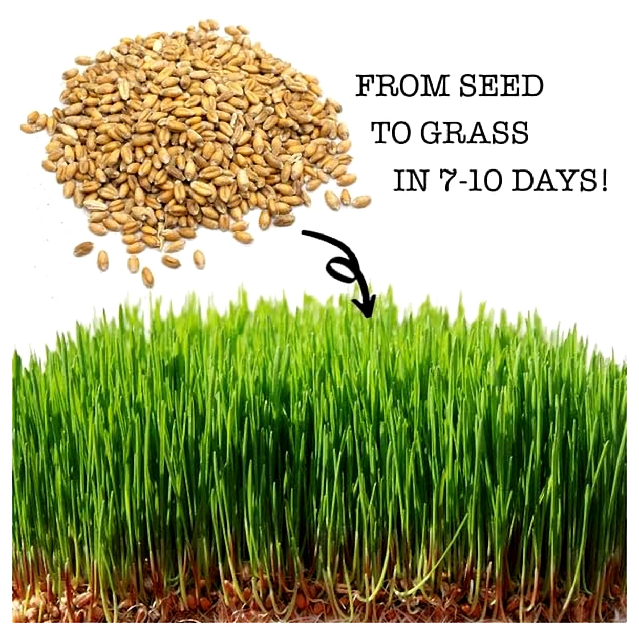 Non-GMO Wheat Seeds for Sprouting Fodder