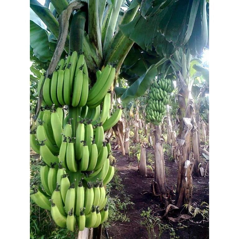 Bananana SLIP! 電池不要　レア Lot Detail - 1969 NFL 50th Anniversary Special Chiquita Banana