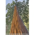thumbnail image 4 of Big Basin Redwoods State Park, California, Looking up Tree (1000 Piece Puzzle, Size 19x27, Challenging Jigsaw Puzzle for Adults and Family, Made in USA), 4 of 4