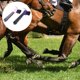 thumbnail image 4 of WEUVEB 2Ud Herramientas De Limpieza Para Casco De Caballo Con Cepillo Y Mango Ergonomico, 4 of 8
