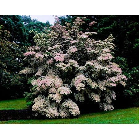 - Kousa Dogwood trees (Cornus kousa) in a garden United States National Arboretum Washington DC USA Poster Print by Panoramic Images (28 x 22)