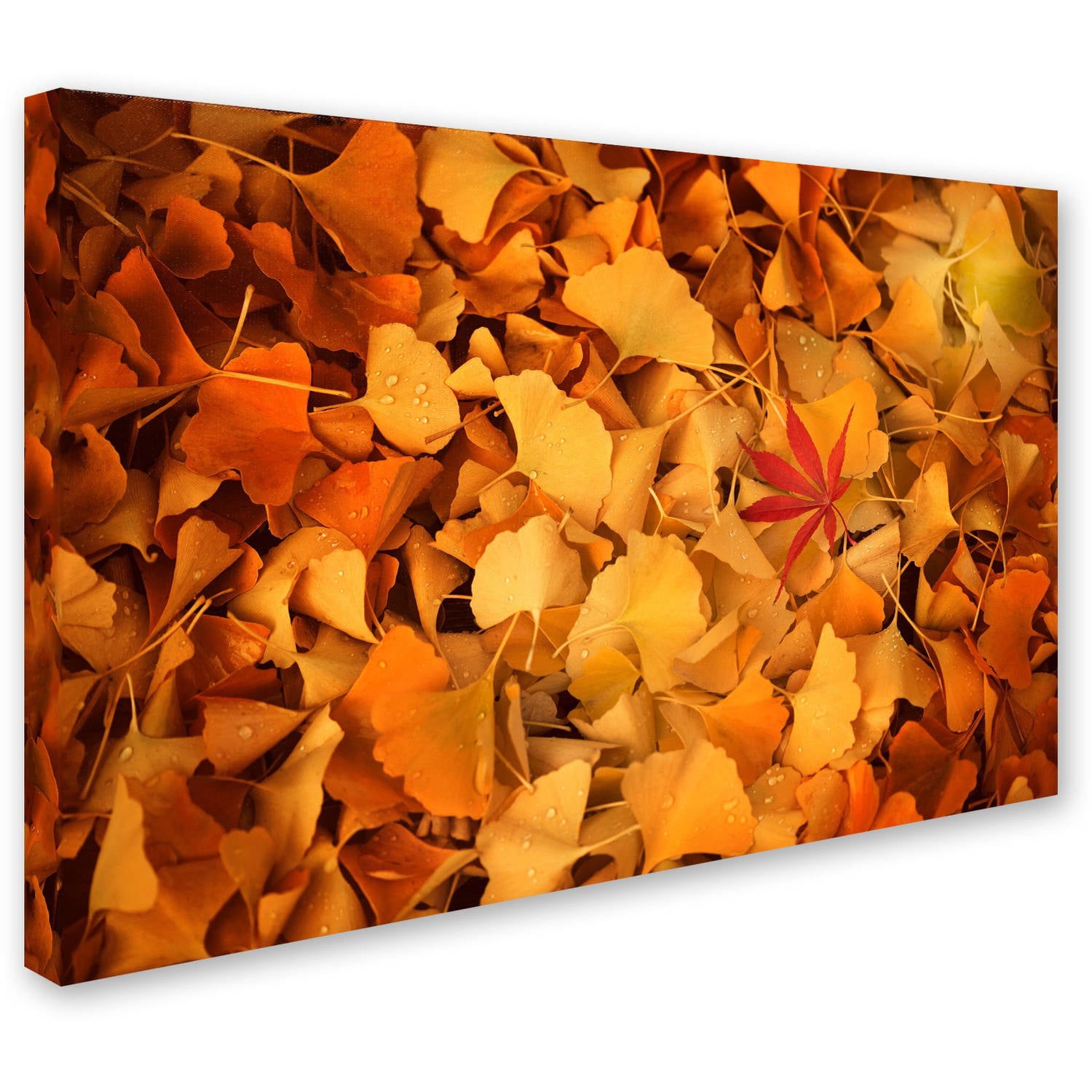 Trademark Fine Art "Variegated" Canvas Art by Philippe Sainte-Laudy