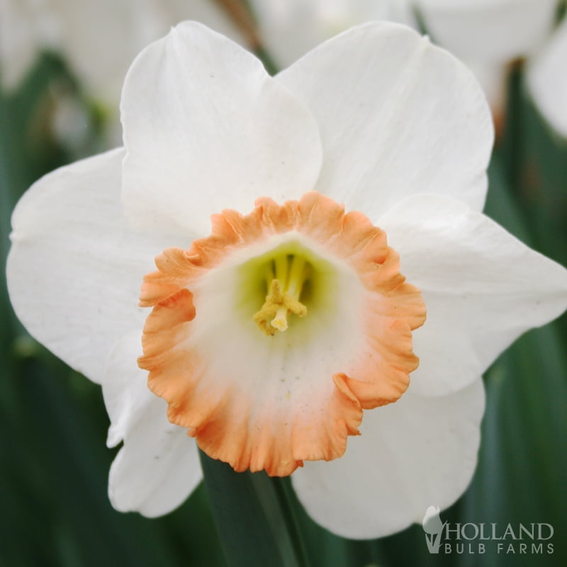 Holland Bulb Farms Pink Charm Daffodil Jumbo Pack