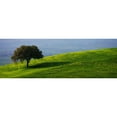 thumbnail image 3 of Lake, Shelley 24x11 Black Modern Framed Museum Art Print Titled - Tuscan Tree, 3 of 5