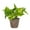 Coffee, variant on Live Golden Pothos Plant - Variegated Foliage - 4" Decorative Pot Cover - Thorsen's Greenhouse