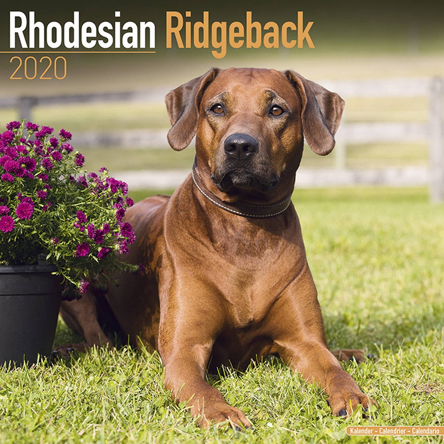 Rhodesian Ridgeback Calendar 2020 Rhodesian Ridgeback Dog Breed