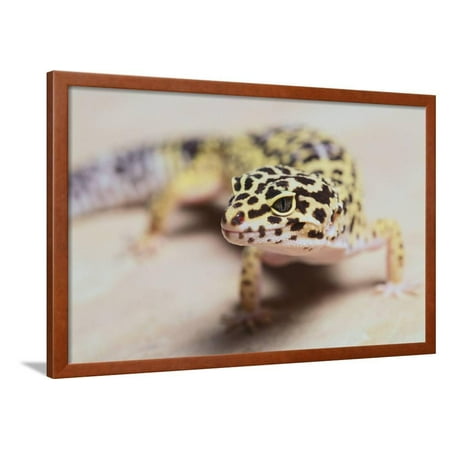 Leopard Gecko Framed Print Wall Art By DLILLC