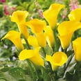 thumbnail image 2 of Calla Lily Bulbs, Calla Lily Bulbs For Planting, The Flowers Are Large Calla Lily Plants,Bulb Flowers, Calla Lily Plant,Calla Lily Bulbs, Suitable For Flower Arrangements, Easy To Care For,, 2 of 3