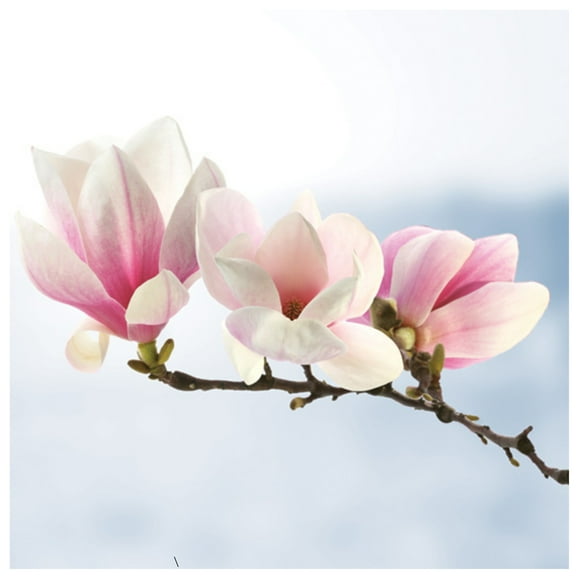 Keep Unique Spring Flower Magnolia Decorative Napkins, Birthday Party Napkins, Assorted Color, 20/Pack