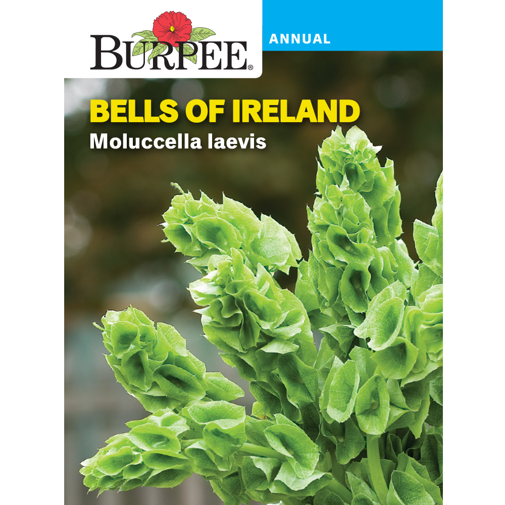 Burpee Moluccella laevis Bells of Ireland Flower Seed, 1pack Walmart