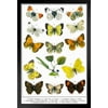 Brimstone Butterflies Larva 19th Century Illustration Butterfly Poster Vintage Poster Prints Butterflies in Flight Wall Decor Butterfly Illustrations Insect Art Black Wood Framed Art Poster 14x20